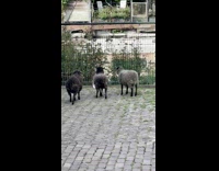 Cat chased by lambs inside petting zoo 