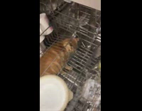 Clips of cat inside random house appliance and drawers