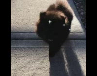 Black fluffy Pomeranian dog pink bow collar