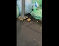 Big rat drags food green trash bags 