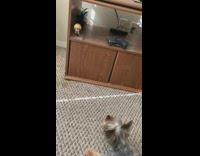 Pet dog gets angry and growls at a toy