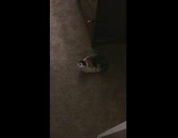 Pet cat looks like a bunny inside the room