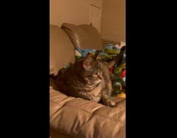 Guy and cat same thing with video 