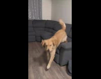 Dog Walks Down Couch then Sits on Floor