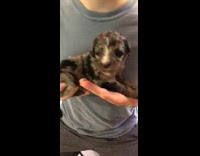 Guy holds puppy yellow collar in hands