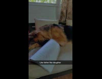 Dog hates to study closes the book