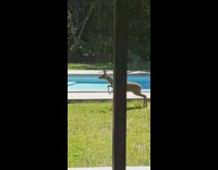 Brown deer in backyard by pool runs away 