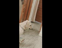 Dog sits and watches kitten run by 