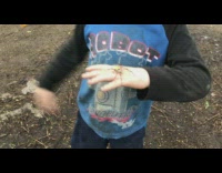 Yellow orange spider crawls on the hand of the kid