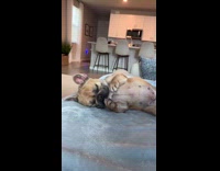 Dog doing a stretch before napping 