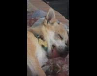 Dog sleeps tongue out snores like pig