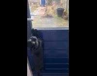 Pet cat hangs on the door and begs to go out