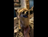Pet dog ready to growl when belly rub stops