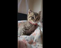 Collab BitchIG2 - Kitten walks across bed like catwalk