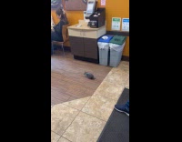 Collab WINY - Man chases pigeon flies inside the store