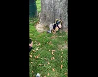 baby sits on tree falls over