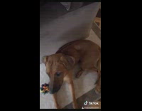 Girl loses airpods inside large brown dog