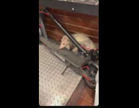 Guys trap release opossum under create bodega 