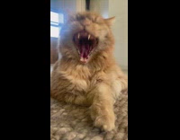 Orange cat slow motion yawn lion roar