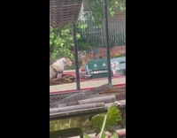 Bulldog sits in back of tow truck 