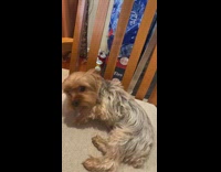 Girl stab dog on head play dead