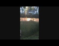 Dog jumps and plays on backyard shrubbery 