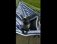 Black pug dog sits blue white hammock 