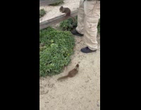 Group feeding wild squirrels near the beach