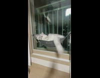 Cat lays in grey hammock on window 