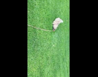 brown dog pink leash hopping in grass