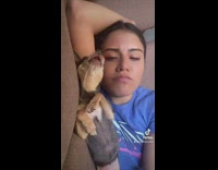 Chihuahua howls during conversation