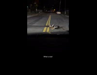 Guy watches two cats fight from inside of car 