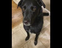 Dog takes little bite corner of chip