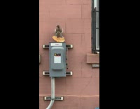 Squirrel on grey utility box holds bread 