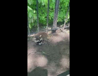 Baby raccoon by plants and gate