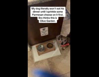 Dog waits owner sprinkle cheese on food