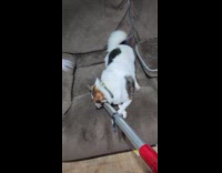 Dog bites the vacuum cleaner on couch