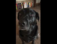 Black labrador dog with bread around nose 