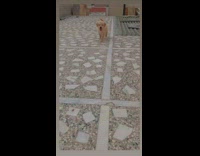 Golden retriever puppy dog upright tail tongue 