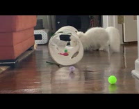 White cat tube toy green ball bell