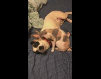 Cat grooms black white dog red collar 