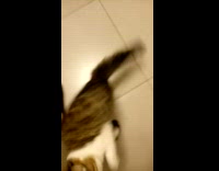 Brown cat meows responds to guy 