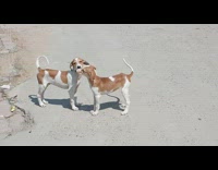 Two similar looking dogs lick each other on dirt road