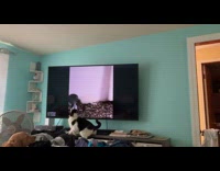 Cat jumps to catch bird on tv