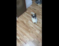 tossing food at small white dog in slow motion 