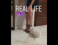 Instagram vs real life, small white dog bites on high heel shoe and doesnt catch toy