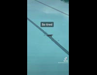 Woman rescues baby possum in pool