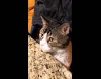 Guy asks cat if its hungry 