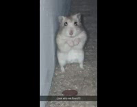 Collab BitchMP - White hamster standing hiding behind wall