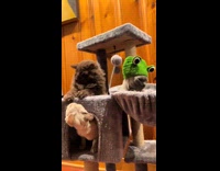 Collab Clips MPUGC - Cat with knitted green frog hat on 